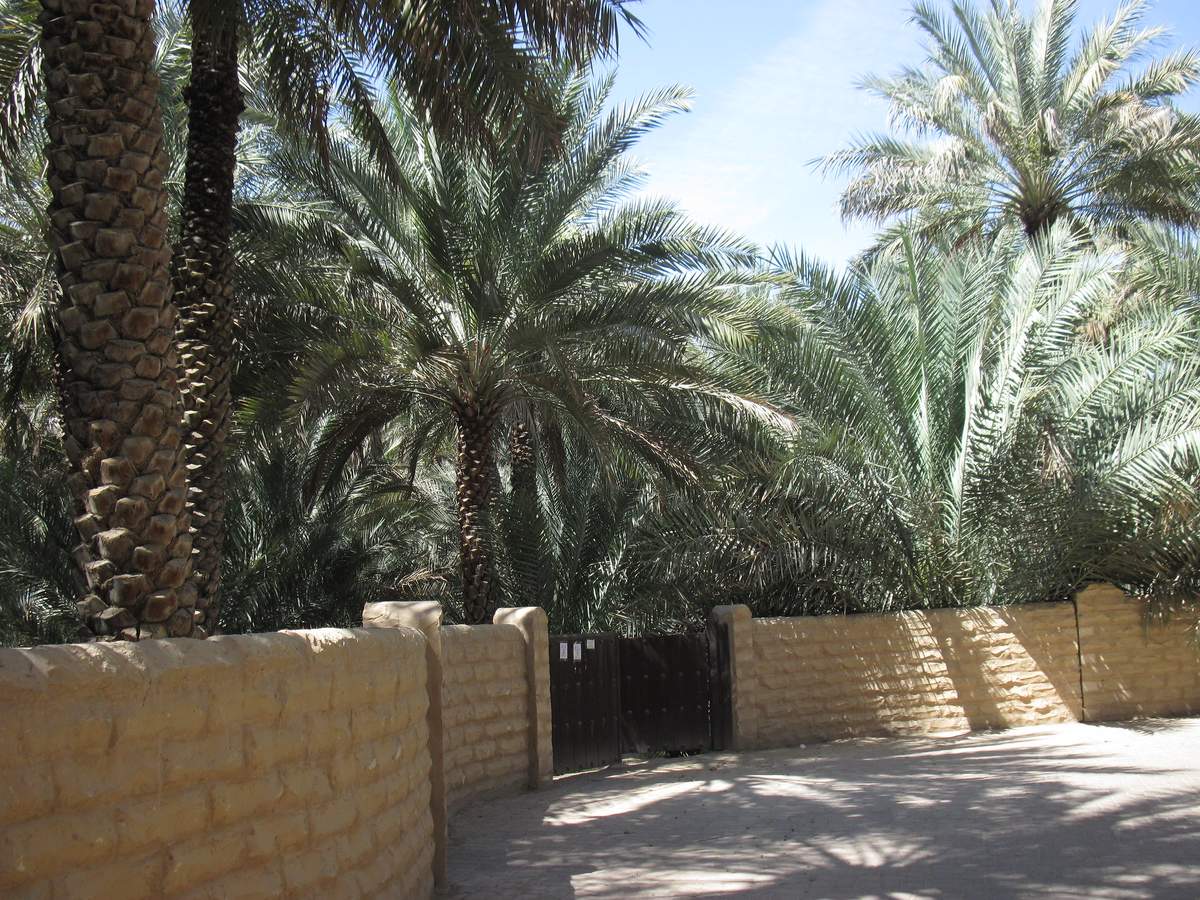 Al Ain Oasis & Camel Market